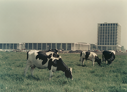 Cows graze in front of Allstate' offices in Northbrook, IL. 
