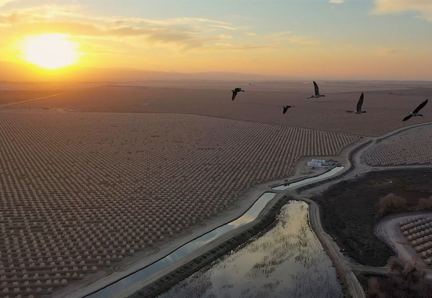 Geese flying over almond trees at sunset on Pescadero wetlands. 