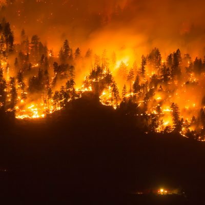 Fire spreading through trees in a forest. 