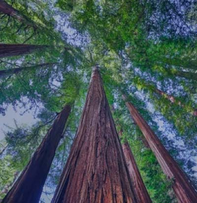 View up of large trees. 