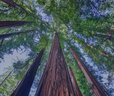 View up of large trees.